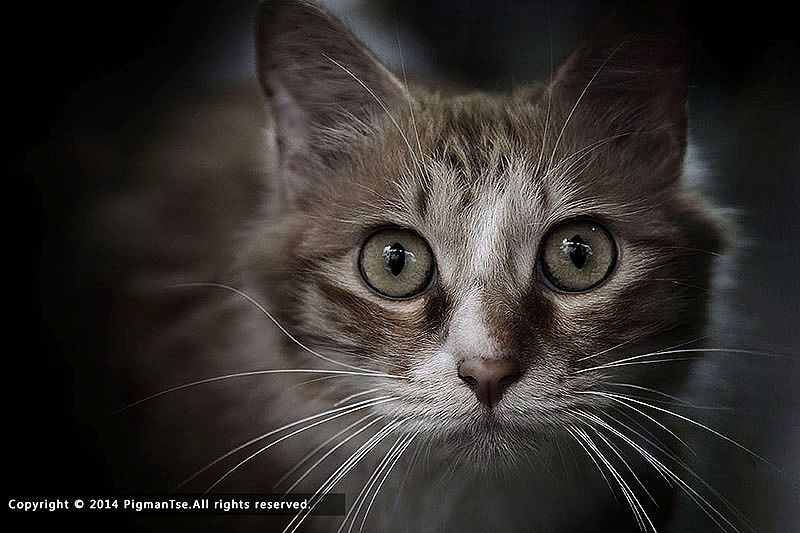 猫の疑惑（图ZMTUzOTgyNzI=） - 宠物摄影 - 站酷设计师pigmantse原创素材 - 站酷ZCOOL