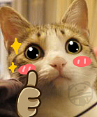 呆呆小熊恶搞猫狗表情