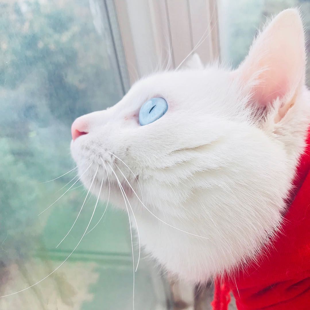 一只總被問什么品種的田園貓-貓-照片（圖ZMTgyNjYyODIw） - 寵物攝影 - 站酷設計師月餅和我原創(chuàng)素材 - 站酷ZCOOL