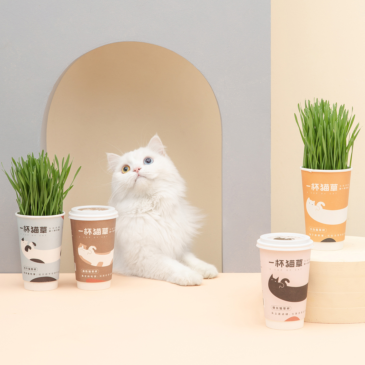 【摄影】猫连吃草都这么有仪式感