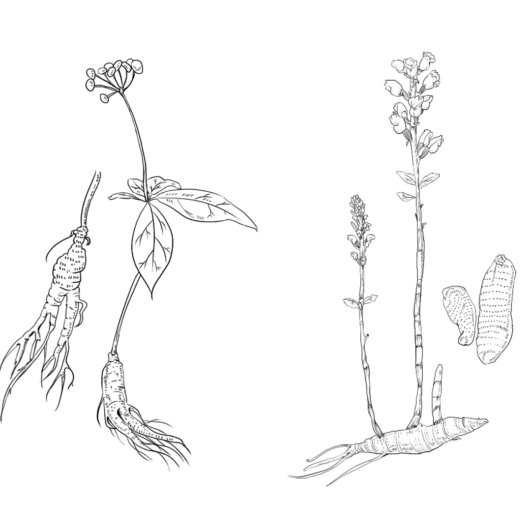 药材|插画|创作习作|山万贰_原创作品-站酷zcool