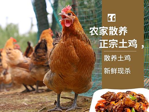 土鸡详情