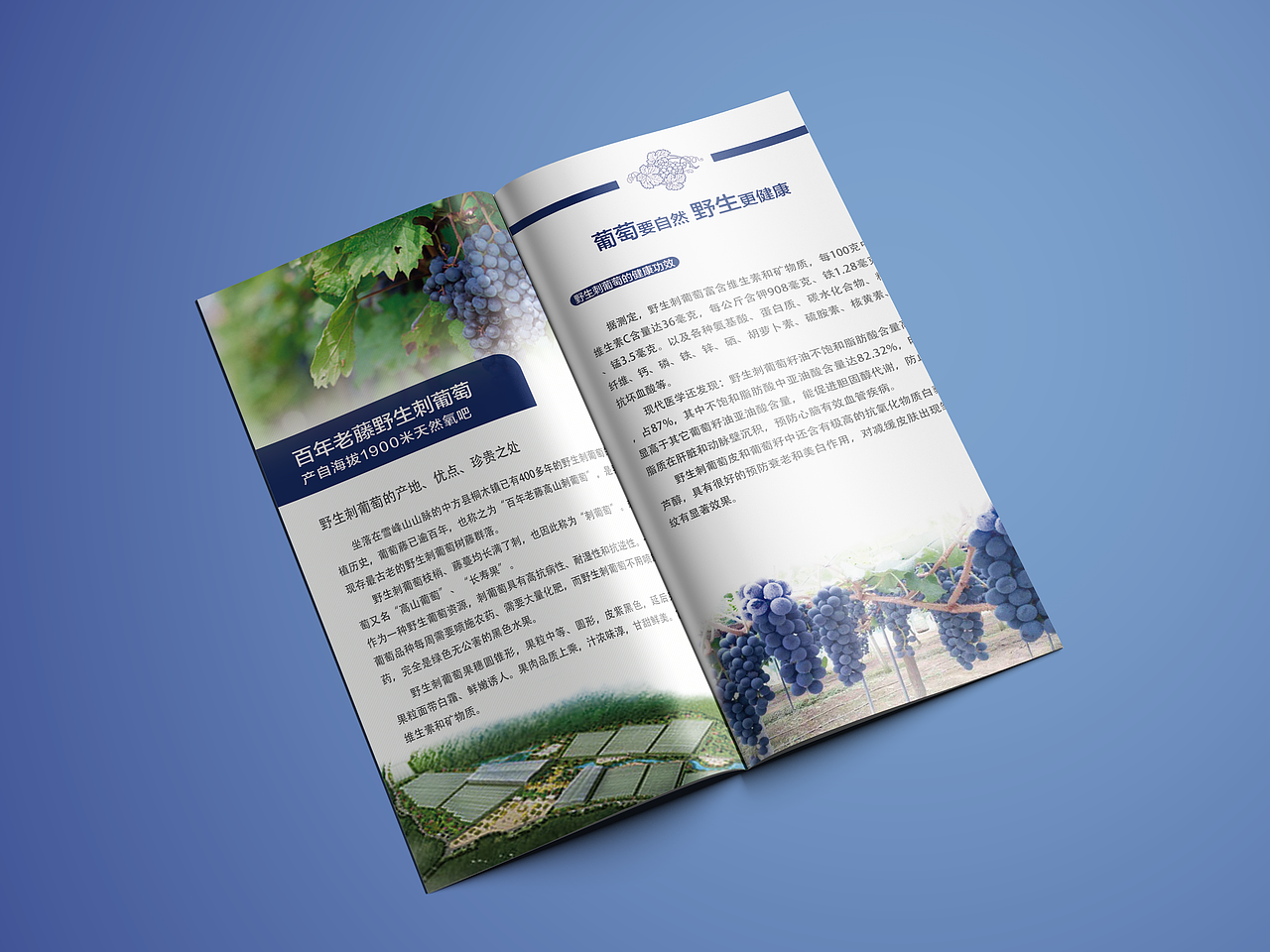 一款水果三折頁（圖ZMTA2MzQwNjg0） - 書籍/畫冊 - 站酷設計師小邊設計原創(chuàng)素材 - 站酷ZCOOL