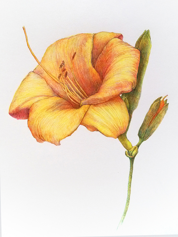 随手画萱草花金娃娃