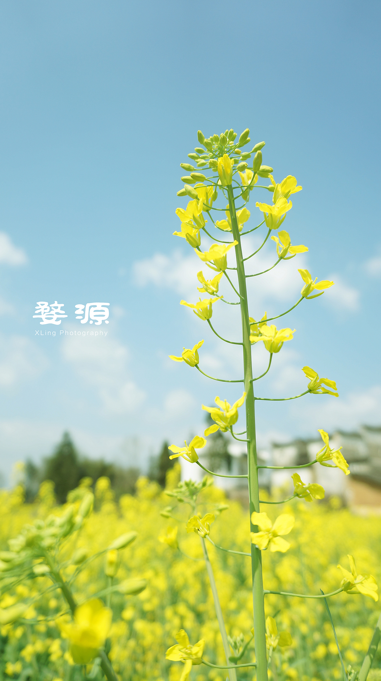 婺源之旅（图ZNDQ5NDY2MTI=） - 风光摄影 - 站酷设计师XUYAYA原创素材 - 站酷ZCOOL
