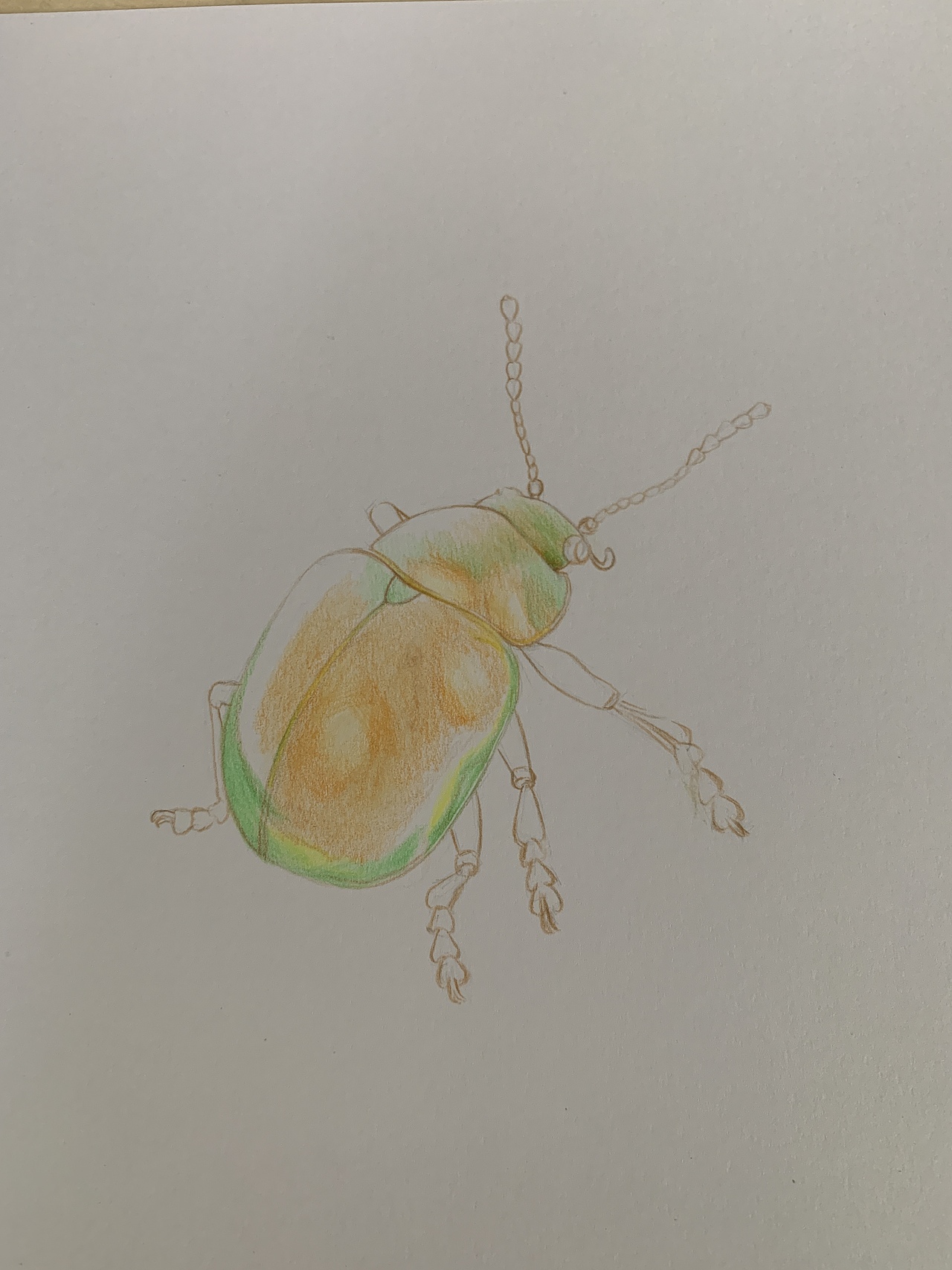 彩铅昆虫(内附过程图)