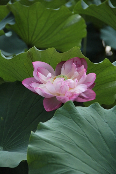 2013-立秋后的-荷