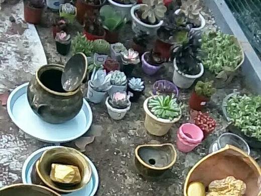 多肉植物（個人主頁-ZMjQ0NDk4ODA=） - 工藝品設(shè)計 - 站酷設(shè)計師騉駼KUNTU原創(chuàng)素材 - 站酷ZCOOL