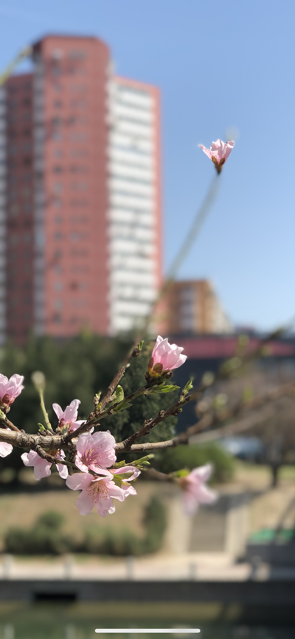 最近拍的春天（图ZMTExMjE1MjQ0） - 风光摄影 - 站酷设计师胡三刀原创素材 - 站酷ZCOOL