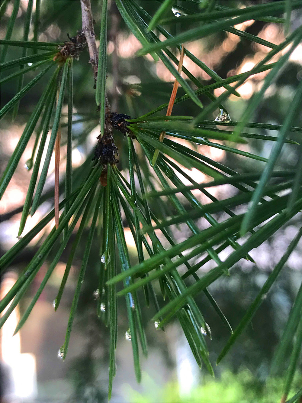 刘勇良手机纪实摄影:松糖挂满了枝头