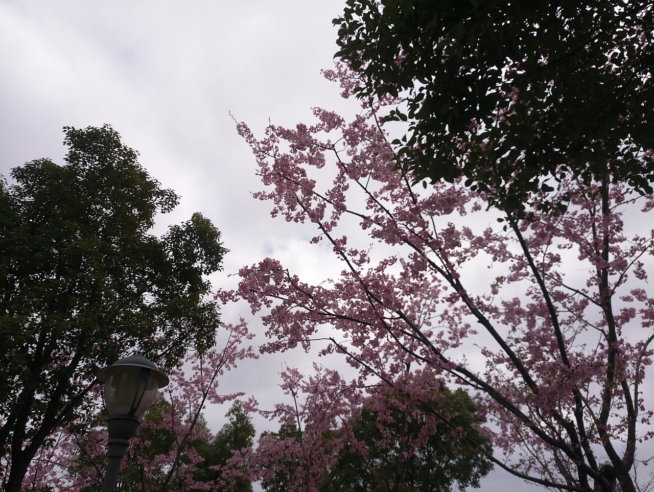 春之密影（图ZMTA4MjU3NzQw） - 产品摄影 - 站酷设计师珍丫头原创素材 - 站酷ZCOOL