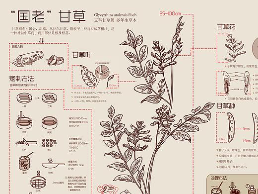 “国老”甘草信息图表海报
