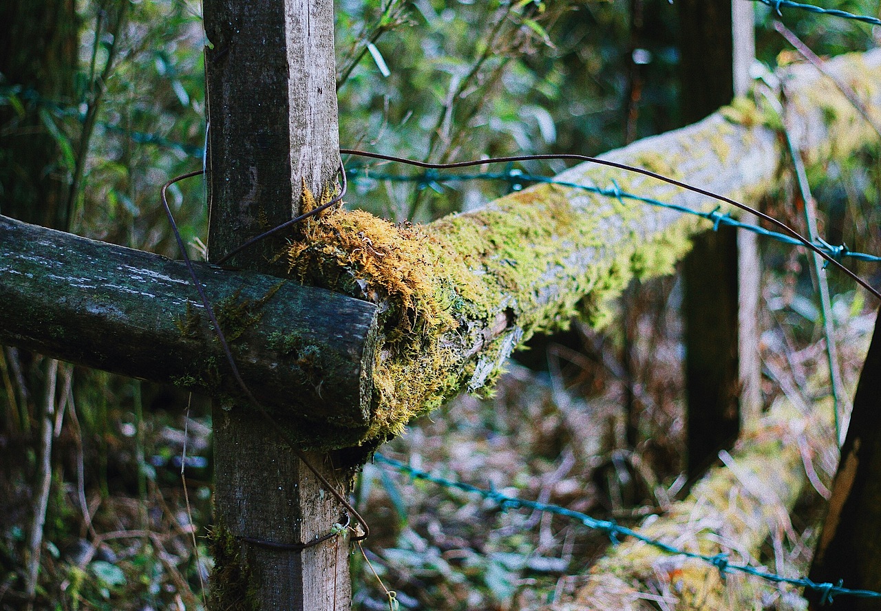 春節(jié)重慶游（圖ZMTE2MTAzNzA0） - 風(fēng)光攝影 - 站酷設(shè)計師大大大寫C原創(chuàng)素材 - 站酷ZCOOL