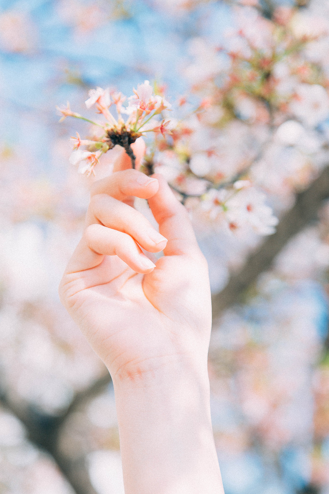 春天总是在不经意间 来临