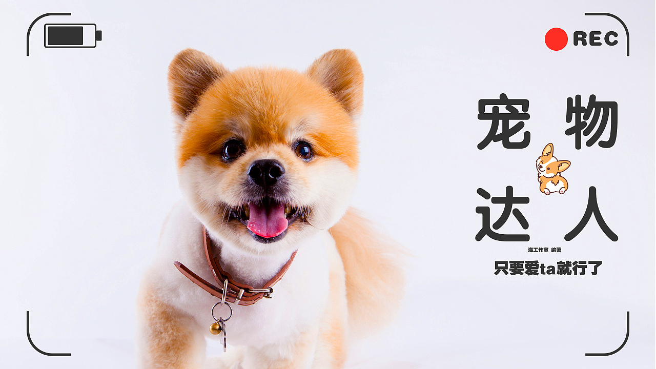 视频封面-宠物