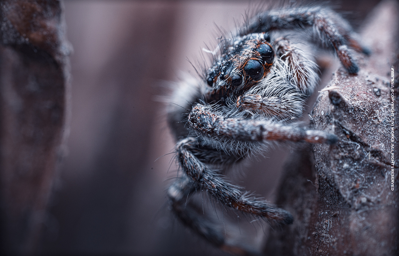 《蜘蛛》5倍超微距