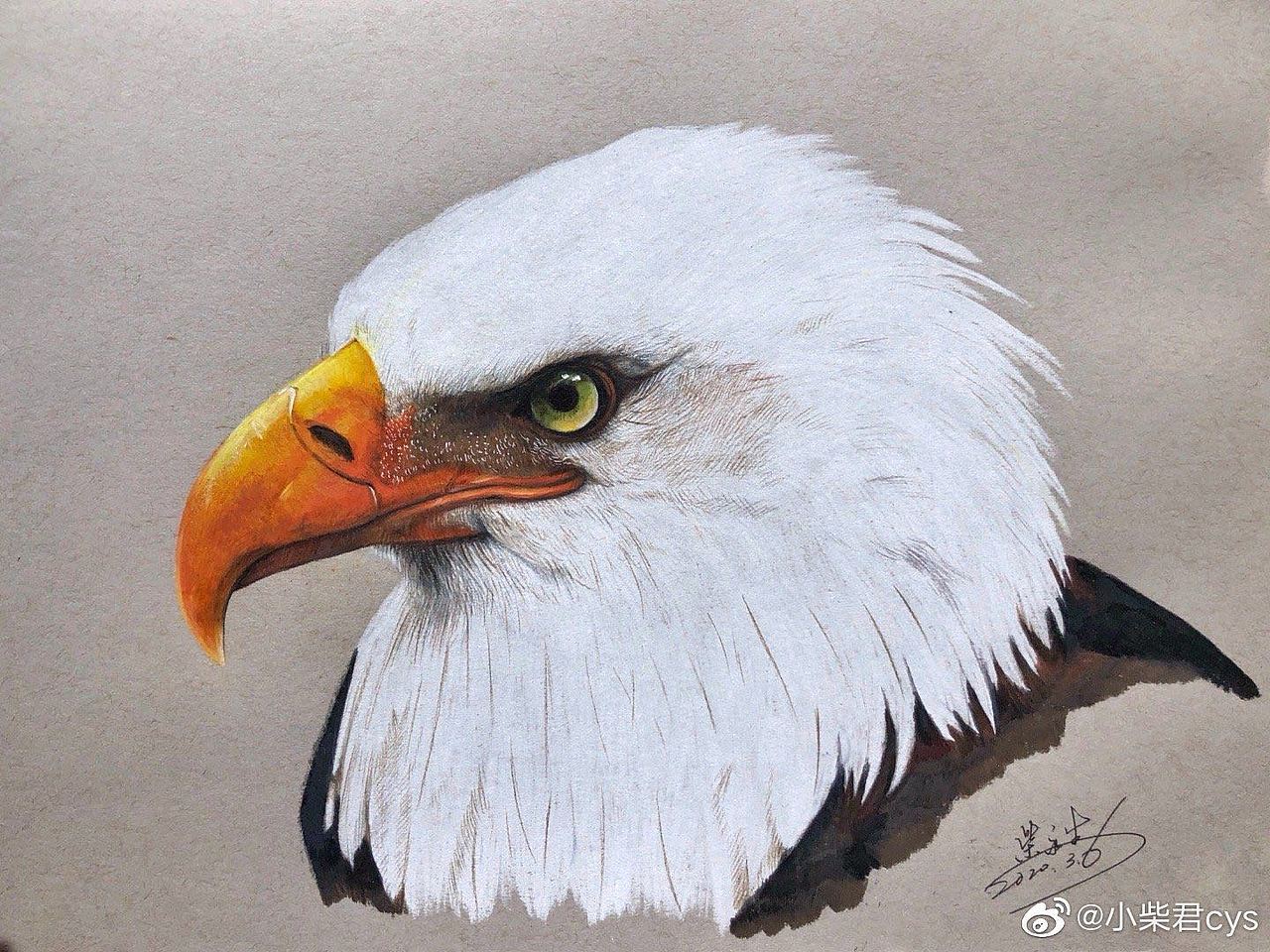 动物不凶猛——手绘动物集合(图ZMjAyODkxOTEy) - 绘画 - 站酷设计师柴永生原创素材 - 站酷ZCOOL