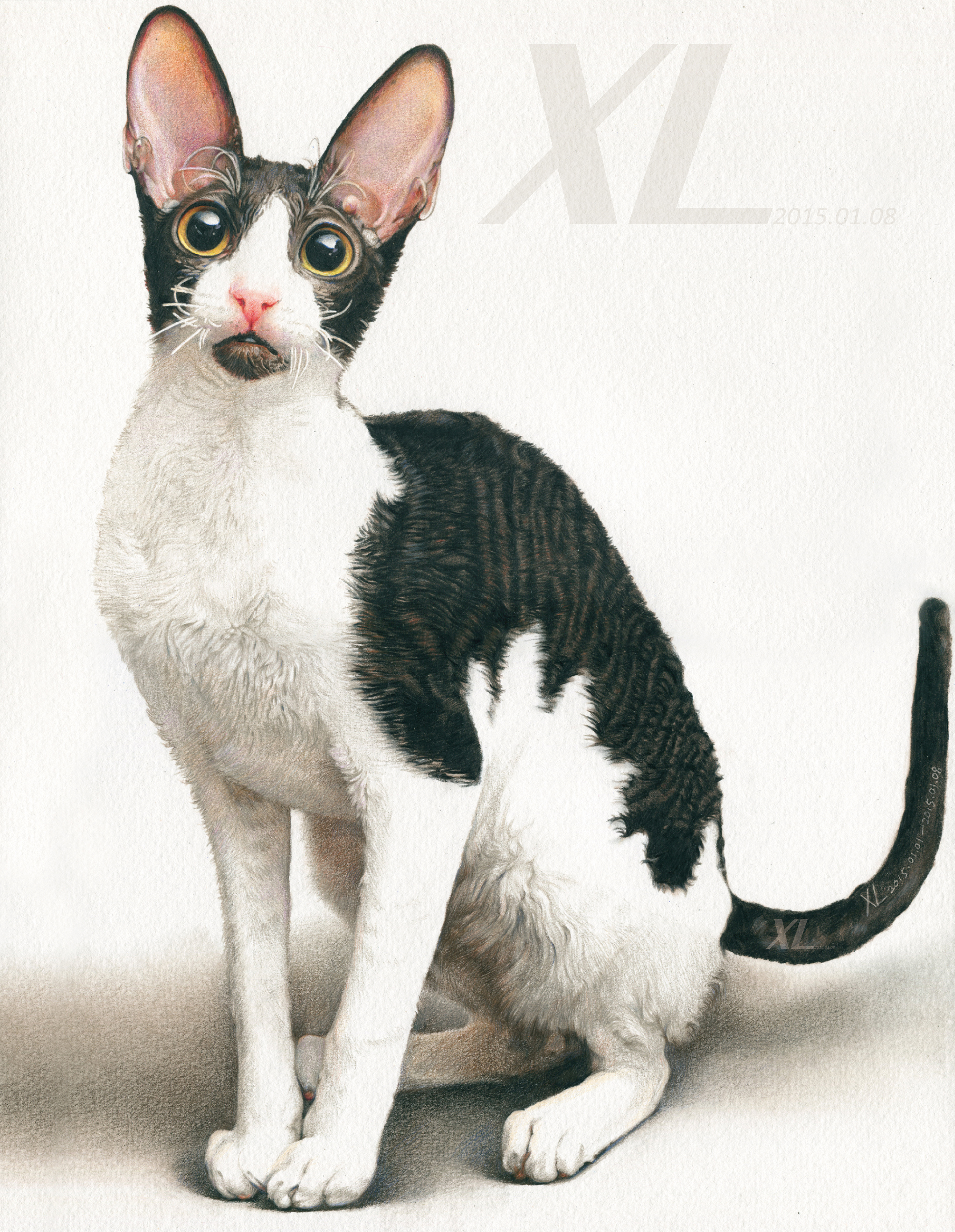 彩铅画-这里有50只喵星人