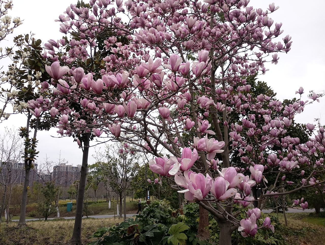 春之密影（图ZMTA4MjU4NDIw） - 产品摄影 - 站酷设计师珍丫头原创素材 - 站酷ZCOOL