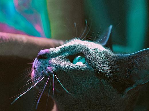 【猫言喵语】我是猫爸，只管帅的猫星人。（个人主页-ZNDQ3OTE0NTI=） - 宠物摄影 - 站酷设计师JOKOMOBA原创素材 - 站酷ZCOOL