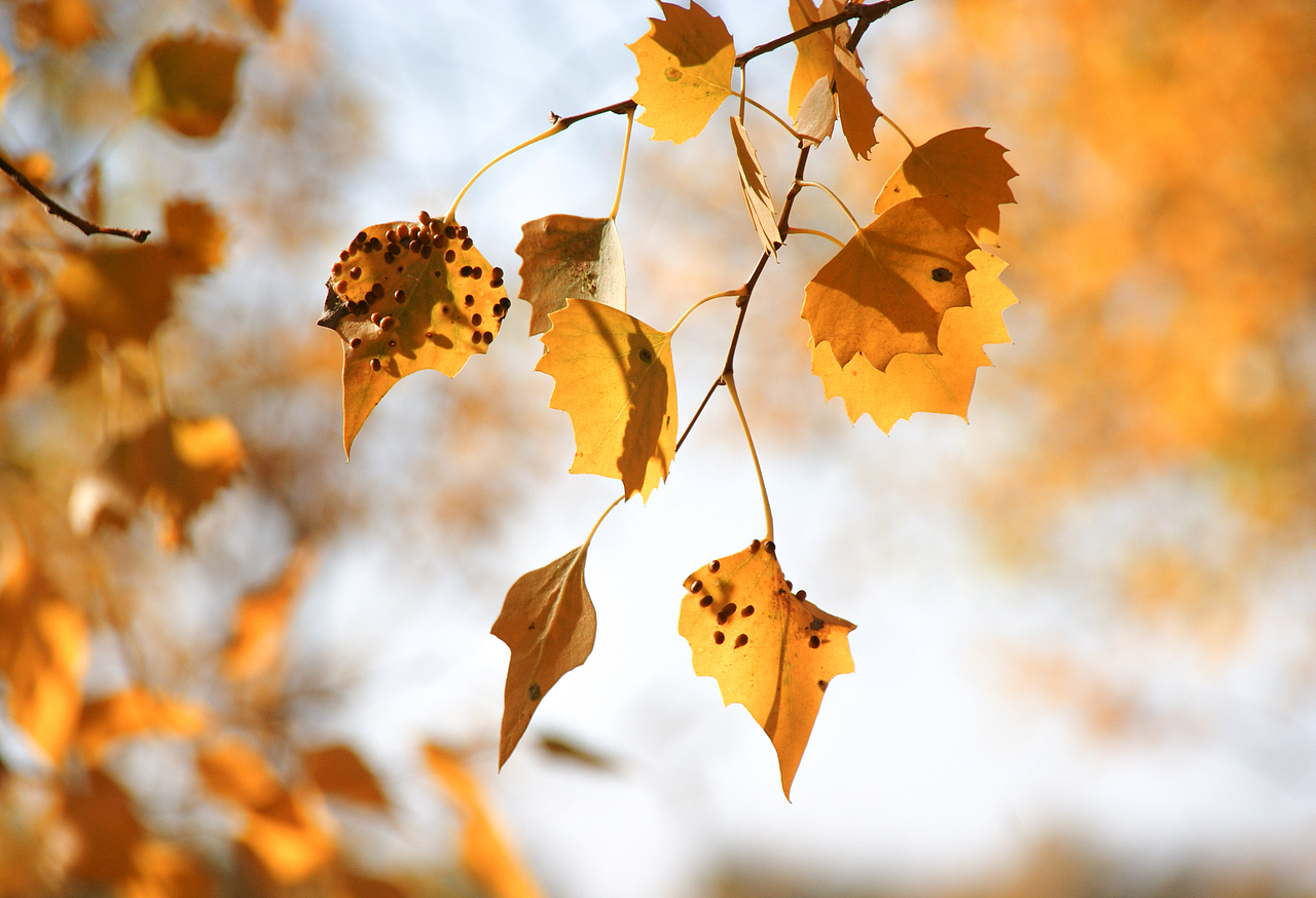 金秋额济纳 千年胡杨屹立不倒