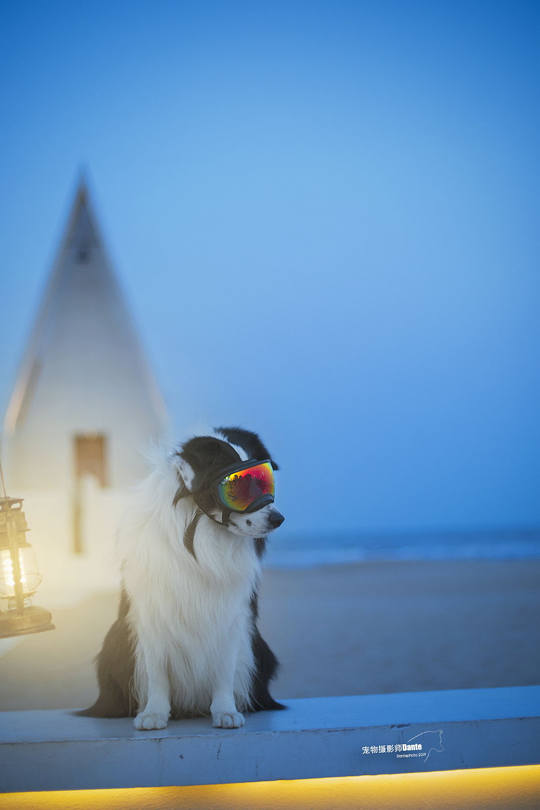 再刷阿那亚（图ZMTUyODIxMjQw） - 宠物摄影 - 站酷设计师dantephoto原创素材 - 站酷ZCOOL