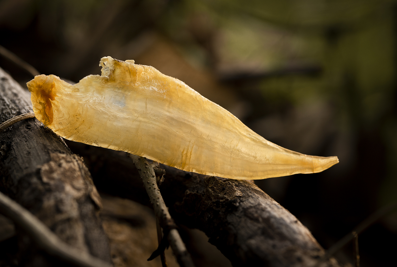 小金龙花胶（图ZMjA5ODMzNDYw） - 产品摄影 - 站酷设计师BensonLI原创素材 - 站酷ZCOOL