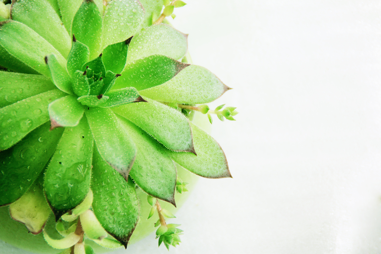 多肉（图ZNDk1MzM4MTI=） - 产品摄影 - 站酷设计师1174337661原创素材 - 站酷ZCOOL