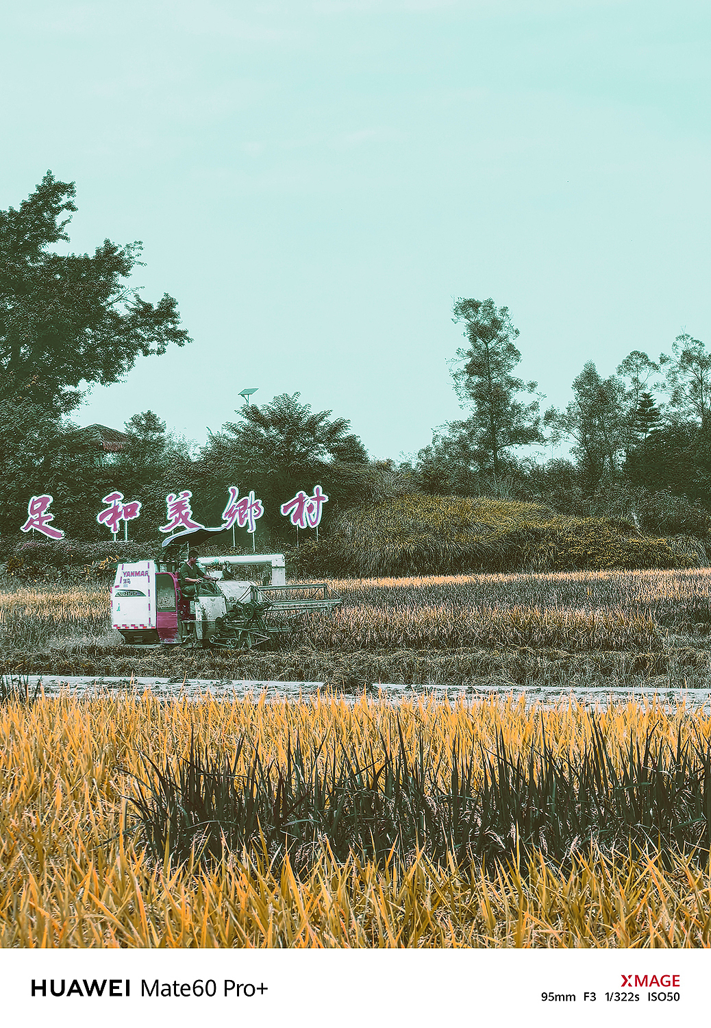 袁隆平是中国杂交水稻育种的奠基人
