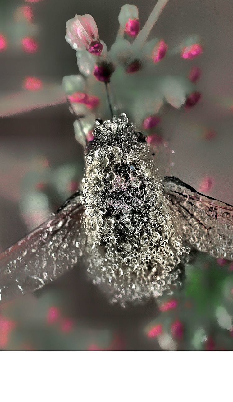 【生态摄影】世界渺小到让你只想溫柔相待