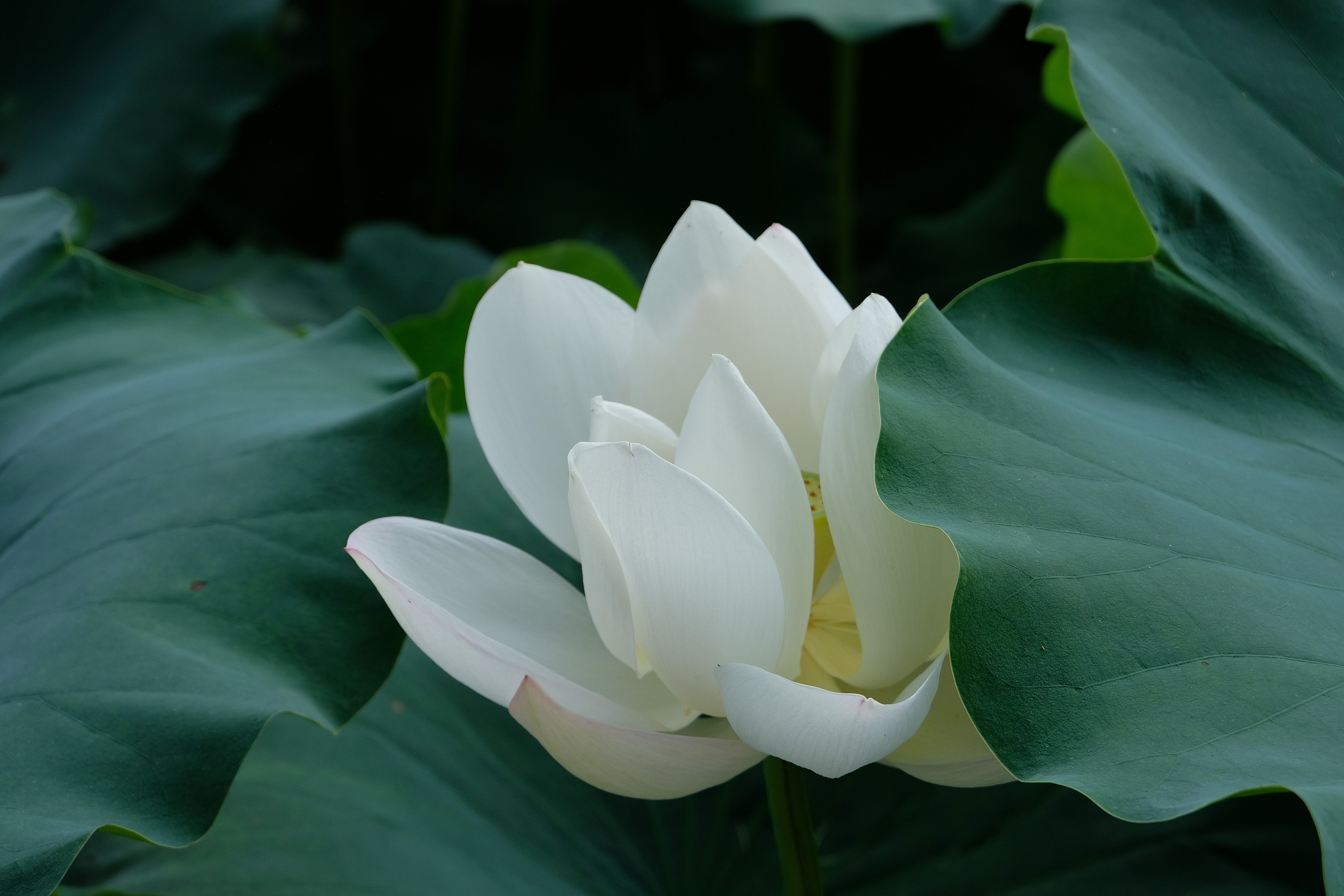 向往一抹清凉生活是平平淡淡的美好