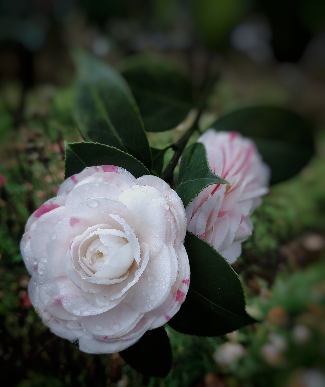 山茶|摄影|人文/纪实摄影|css绿缕_原创作品-站酷zcool