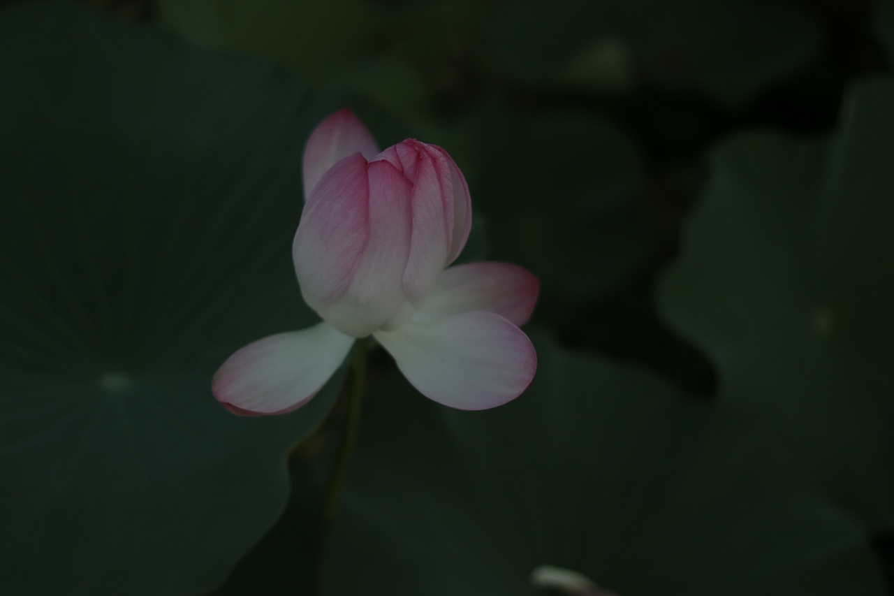 夏已去,荷花艳