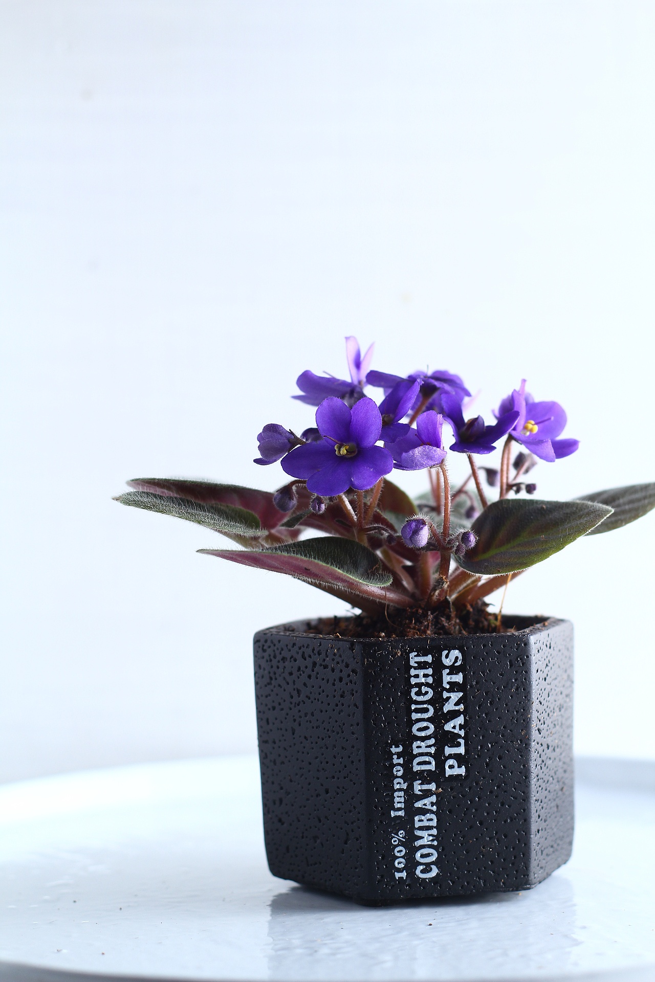 重瓣紫罗兰 黑色英文水泥盆 盆栽 | 绿植摄影