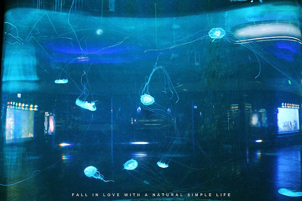 北京海洋馆（图ZMTM0MTE4MzI=） - 宠物摄影 - 站酷设计师mk1045396124原创素材 - 站酷ZCOOL