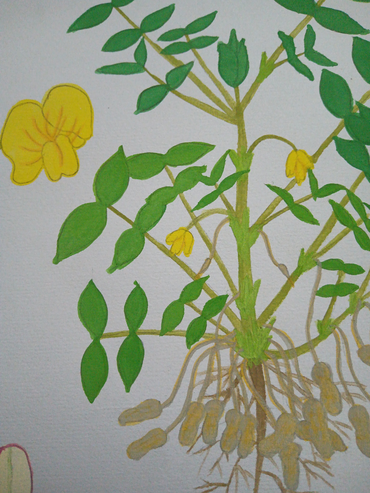 植物生长（花生）（图ZMjU5ODYwMDAw） - 创作习作 - 站酷设计师深海珍珠原创素材 - 站酷ZCOOL