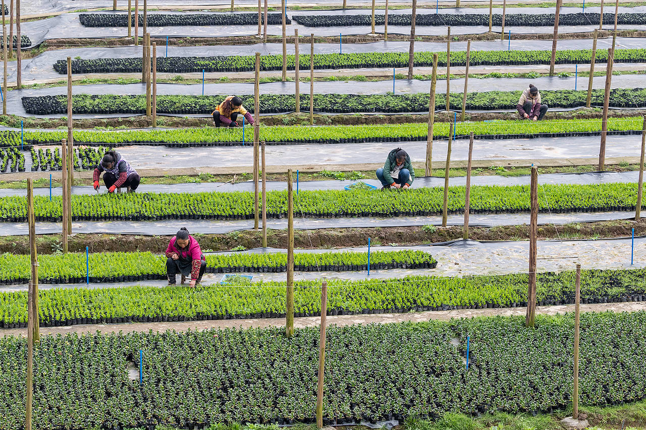 2019年2月21日,重庆市南川区木凉镇汉场坝村村民在南麓原农业有限公司花卉基地里除草。