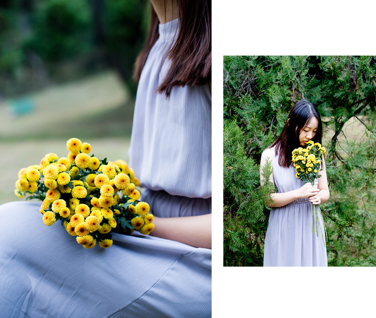 小雏菊