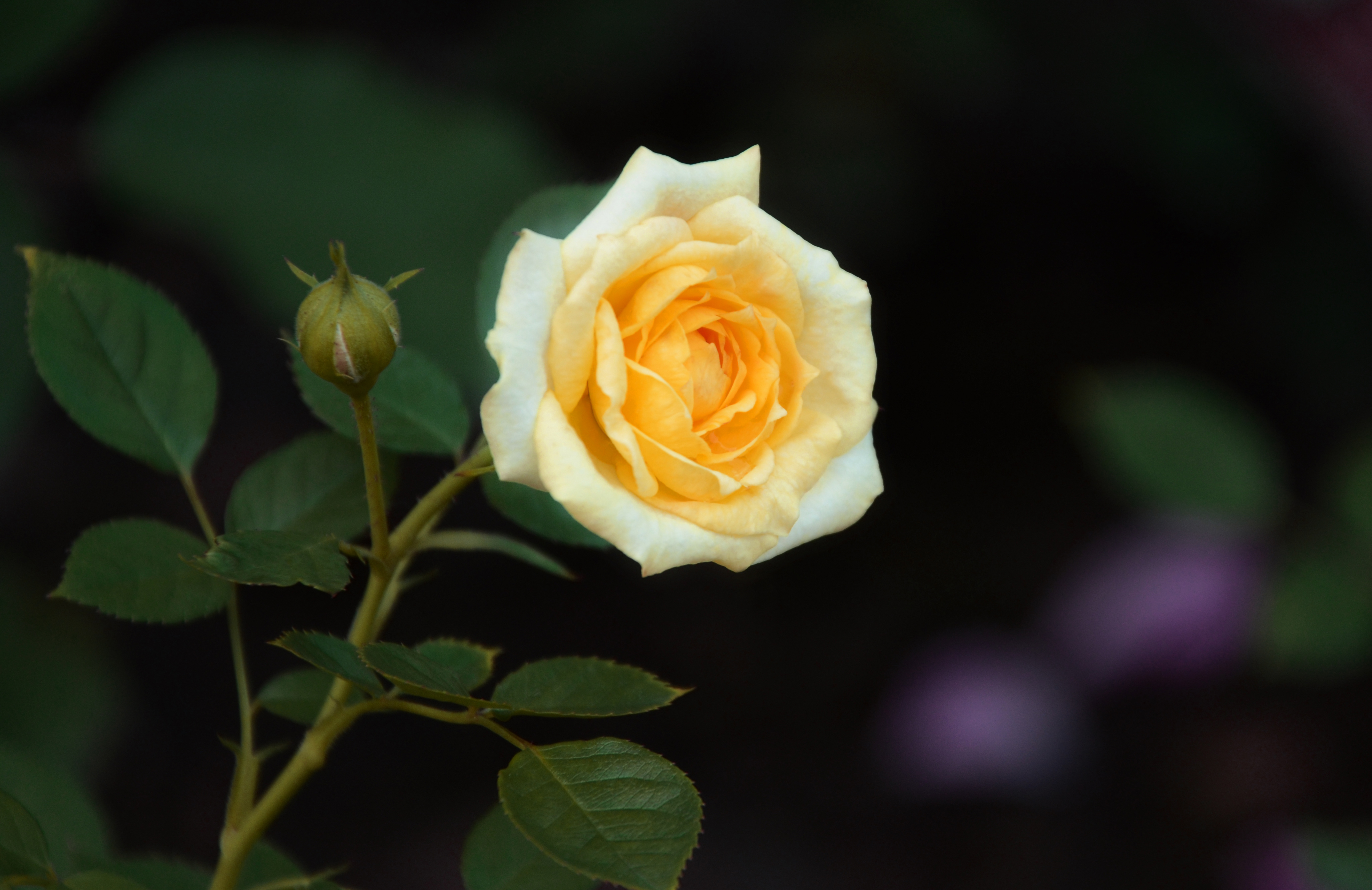 面包勋豆豆的个人主页（封面预览） - 主页封面设置 - 站酷设计师面包勋豆豆原创素材 - 站酷ZCOOL