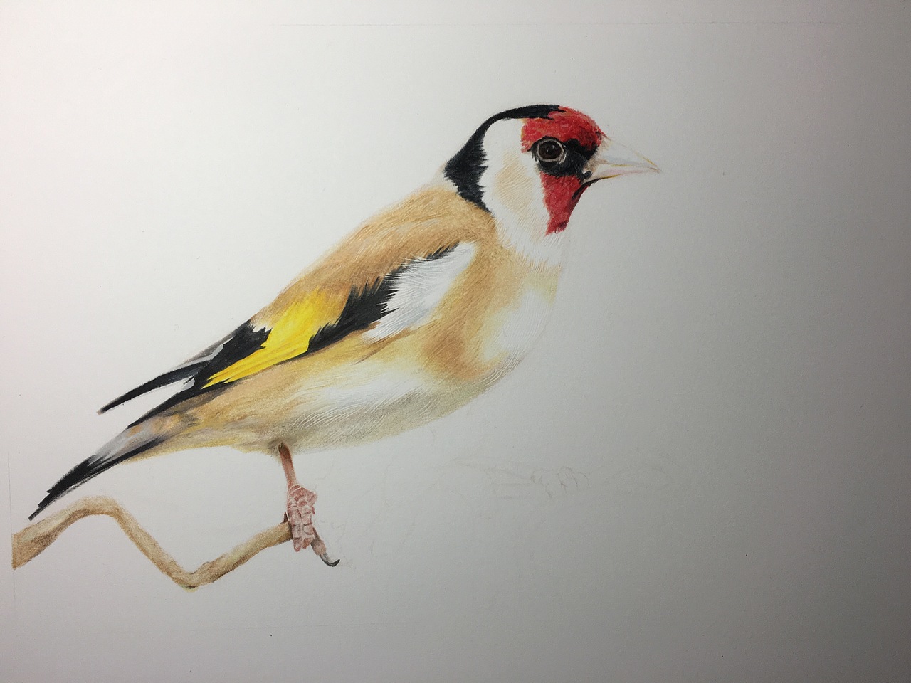 金翅雀 -20180311 喜上枝头