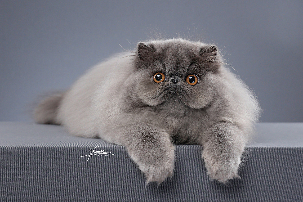 波斯猫AMYWORKS,拍摄于四川·成都