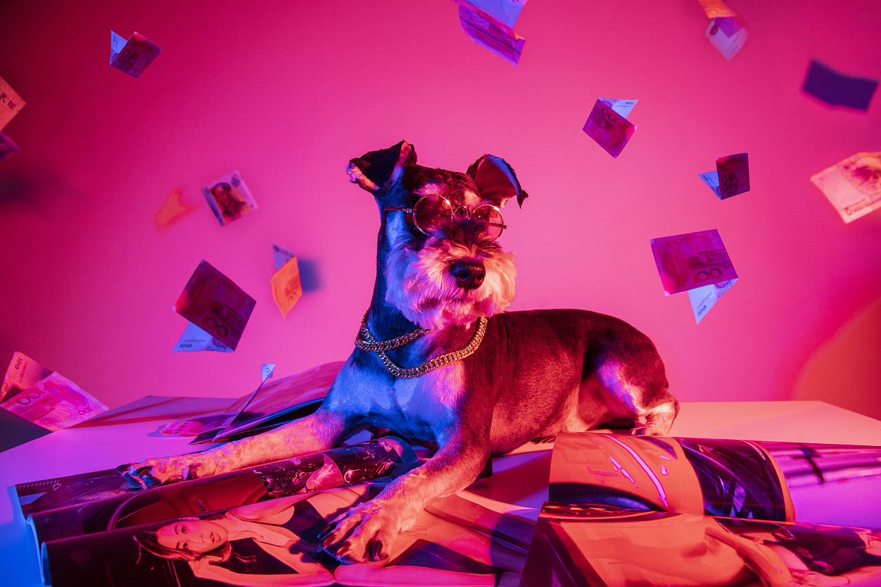 一只又叫糖豆的火鍋（圖ZMTE0MTM4OTc2） - 寵物攝影 - 站酷設計師李屹倬原創(chuàng)素材 - 站酷ZCOOL