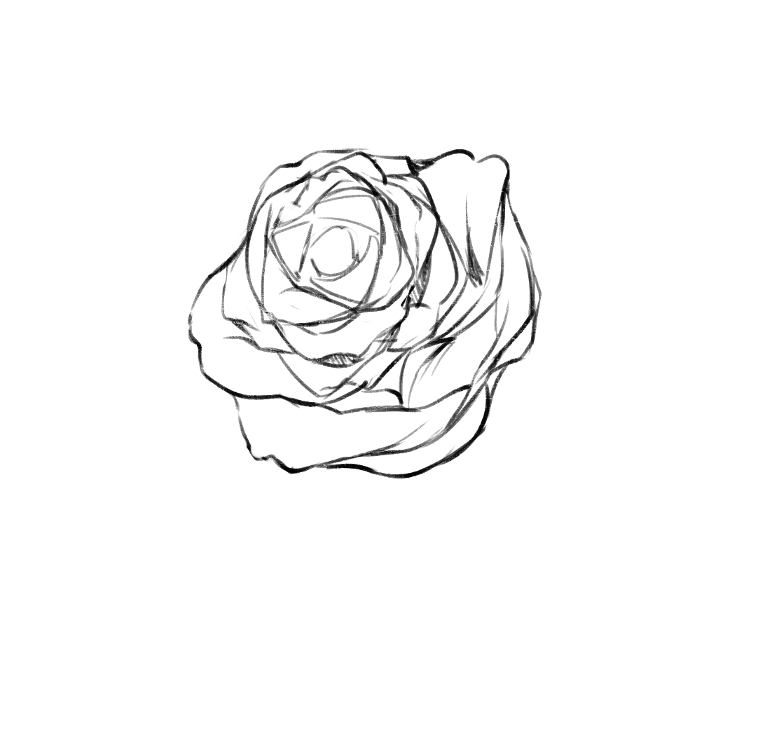 蔷薇的简笔画 简单图片