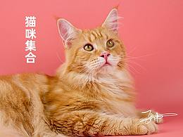 宠物摄影