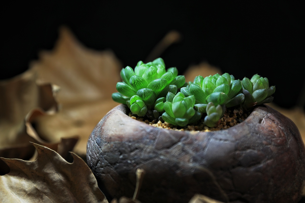 水晶玉露（图ZMjQ2NzU5MDgw） - 产品摄影 - 站酷设计师雁过拾光原创素材 - 站酷ZCOOL