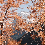 用戶頭像