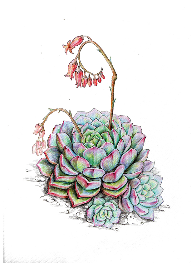 多肉植物绘(图ZMTM3MjU3NDQ=) - 商业插画 - 站酷设计师虎耳草和翠翠原创素材 - 站酷ZCOOL