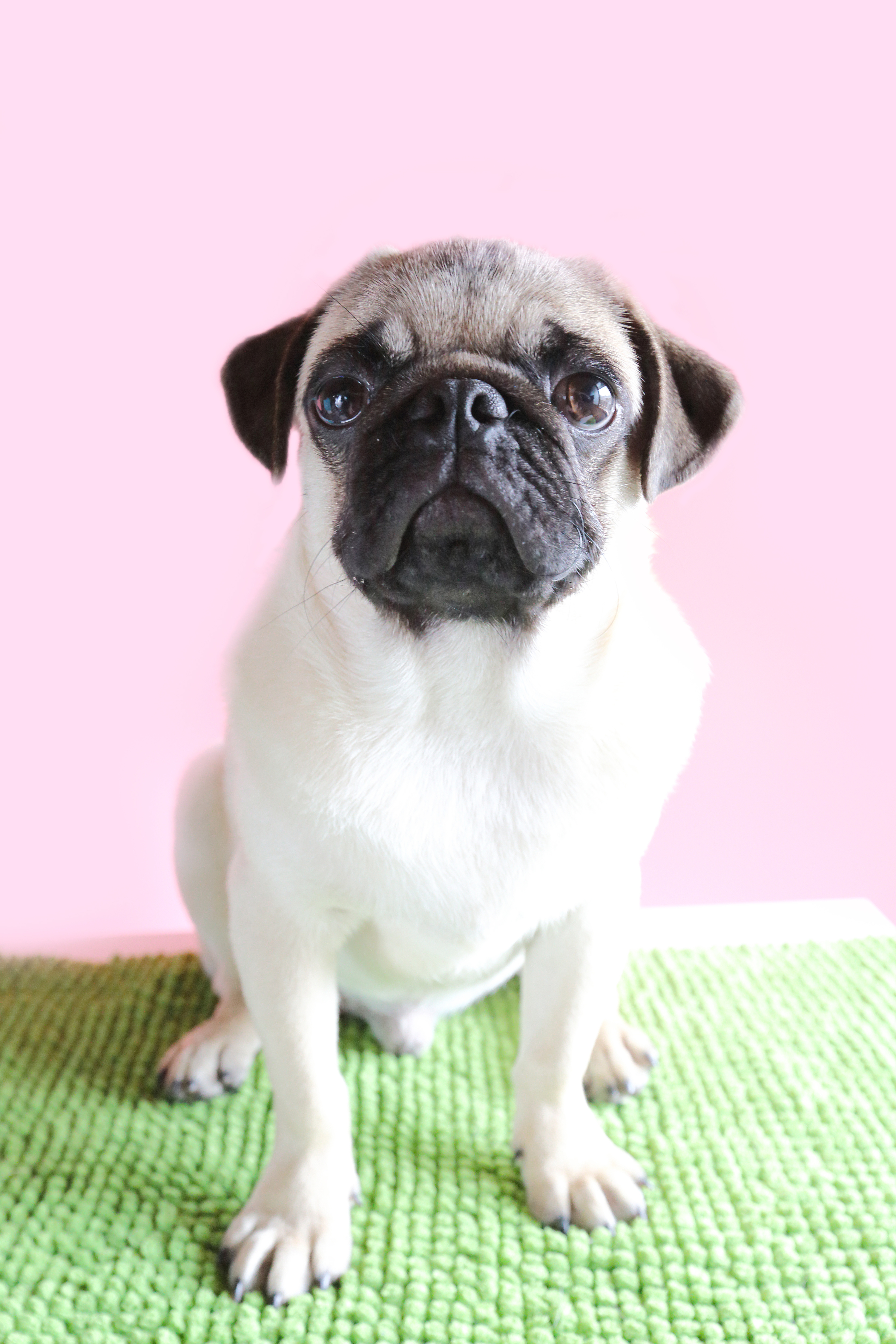 咕噜&核桃——巴哥犬写真|摄影|动物|不熟林子涵 - 原创作品 - 站酷