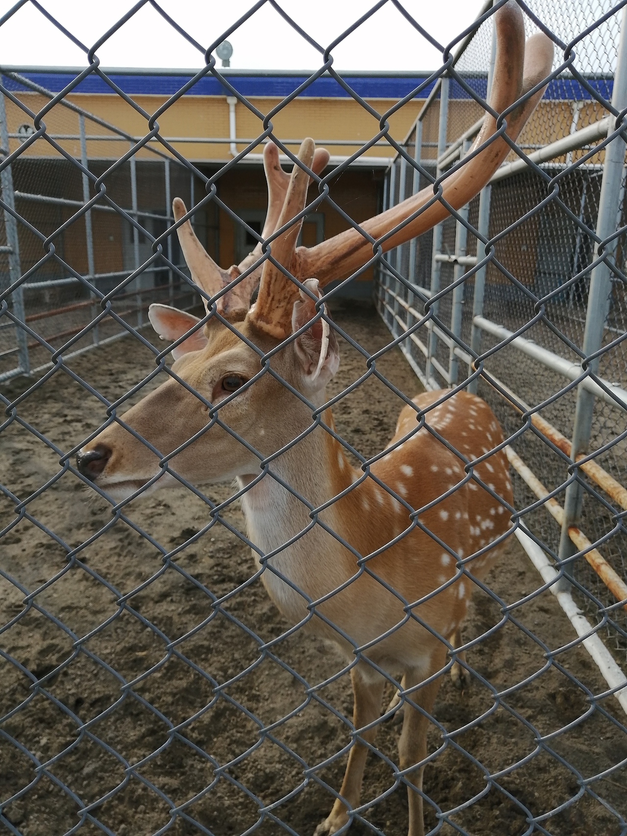 动物（图ZMjg1ODg4MzY0） - 其他摄影 - 站酷设计师集美印象原创素材 - 站酷ZCOOL