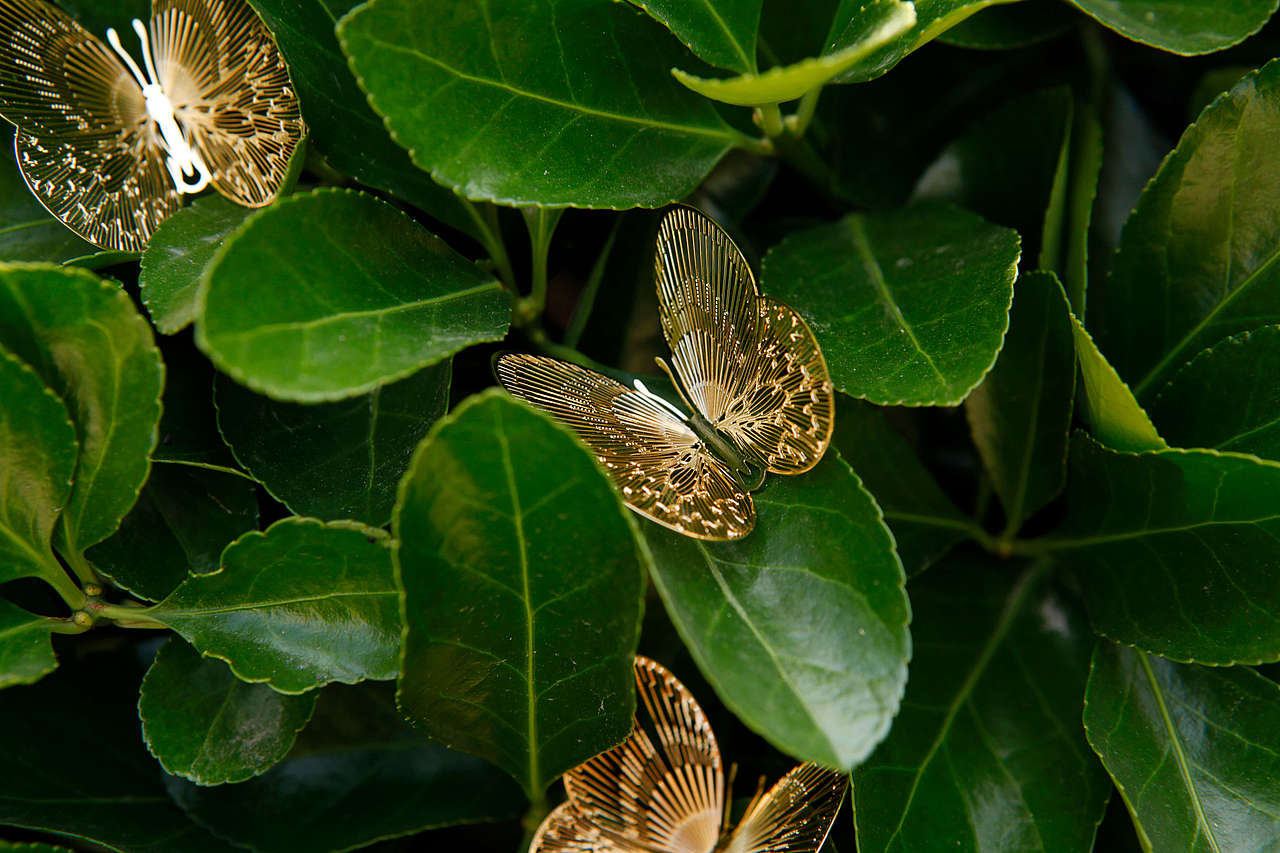 手心里蝴蝶小姐书签礼盒